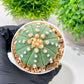 Custom Order- We’ll send you the exact live plant pictured (T10) (p5) | Las Vegas Plant Shp | 3" Pot