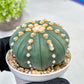 Custom Order- We’ll send you the exact live plant pictured (T10) (p6) | American Plant Seller | 3" Pot