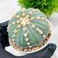 Custom Order- We’ll send you the exact live plant pictured (T10) (p6) | American Plant Seller | 3" Pot