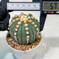 Custom Order- We’ll send you the exact live plant pictured (T10) (p7) | American Plant Seller | 3" Pot