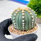 Custom Order- We’ll send you the exact live plant pictured (T10) (p7) | American Plant Seller | 3" Pot