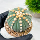 Custom Order- We’ll send you the exact live plant pictured (T10) (p7) | American Plant Seller | 3" Pot