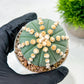 Custom Order- We’ll send you the exact live plant pictured (T10) (p7) | American Plant Seller | 3" Pot