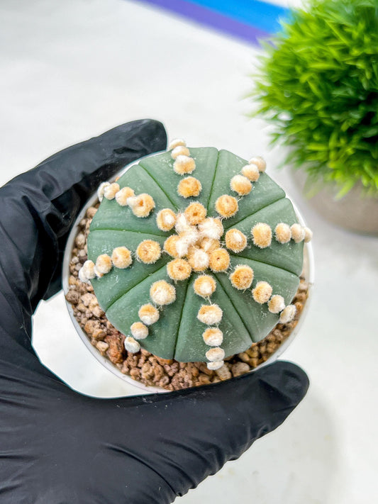 Custom Order- We’ll send you the exact live plant pictured (T10) (p7) | American Plant Seller | 3" Pot