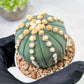 Custom Order- We’ll send you the exact live plant pictured (T10) (p7) | American Plant Seller | 3" Pot