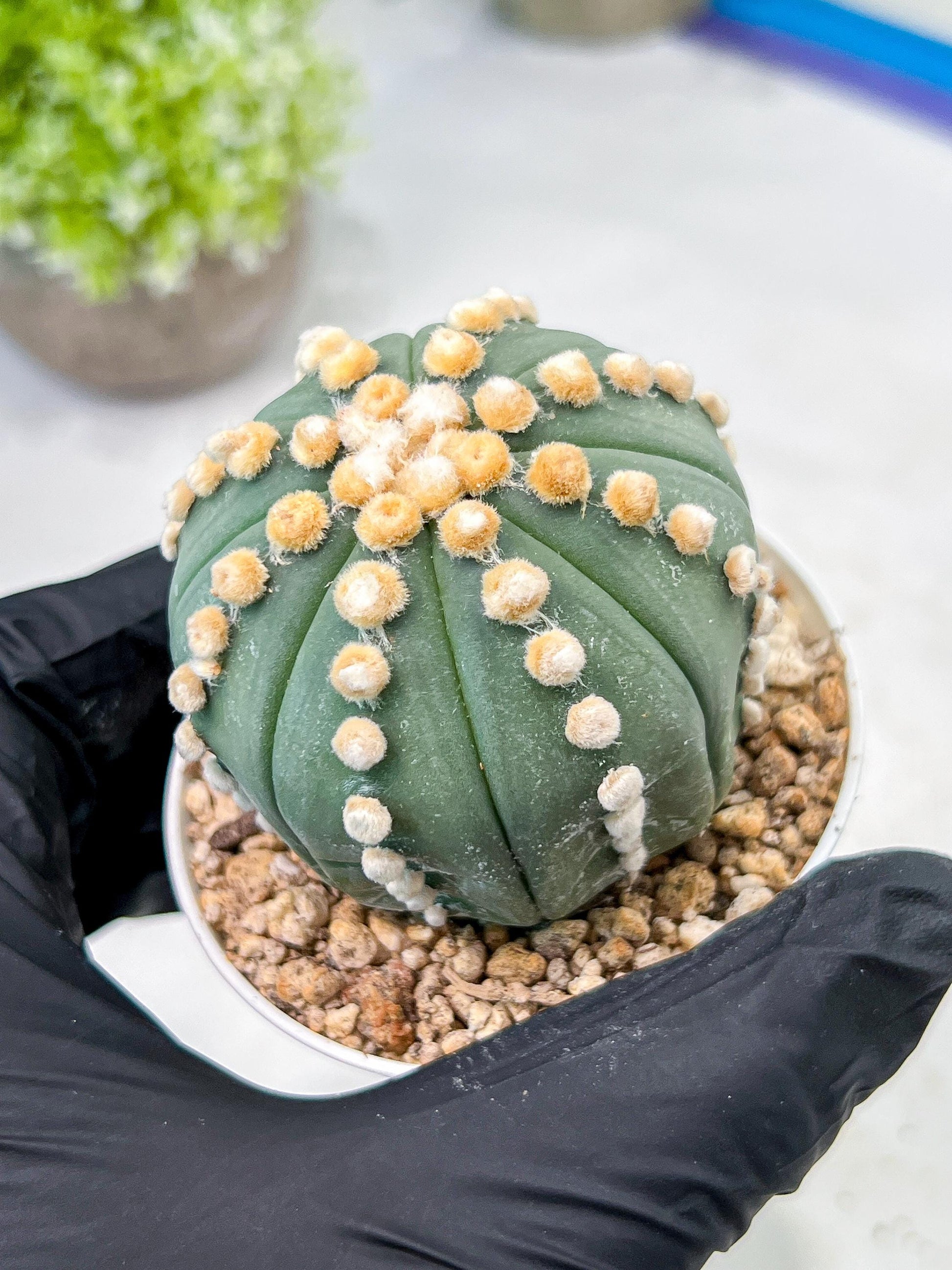 Custom Order- We’ll send you the exact live plant pictured (T10) (p7) | American Plant Seller | 3" Pot
