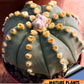 Custom Order- We’ll send you the exact live plant pictured (T10) (p6) | American Plant Seller | 3" Pot