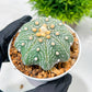Custom Order- We’ll send you the exact live plant pictured (T10) (y1) | Imported From Japan | 3" Pot