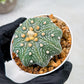 Custom Order- We’ll send you the exact live plant pictured (T10) (y1) | Imported From Japan | 3" Pot