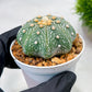 Custom Order- We’ll send you the exact live plant pictured (T10) (y1) | Imported From Japan | 3" Pot