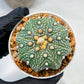 Custom Order- We’ll send you the exact live plant pictured (T10) (y1) | Imported From Japan | 3" Pot