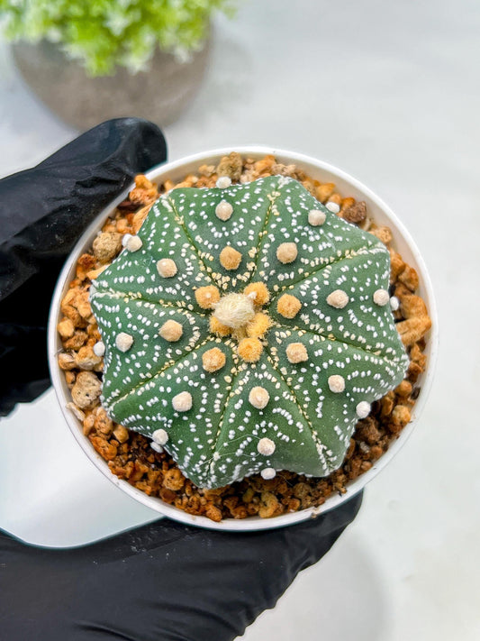 Custom Order- We’ll send you the exact live plant pictured (T10) (y1) | Imported From Japan | 3" Pot
