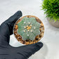 Custom Order- We’ll send you the exact live plant pictured (T10) (y2) | Las Vegas Plant Shop | 3" Pot