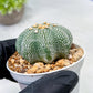 Custom Order- We’ll send you the exact live plant pictured (T10) (y2) | Las Vegas Plant Shop | 3" Pot