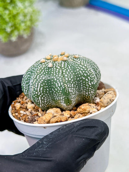 Custom Order- We’ll send you the exact live plant pictured (T10) (y2) | Las Vegas Plant Shop | 3" Pot
