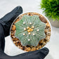 Custom Order- We’ll send you the exact live plant pictured (T10) (y2) | Las Vegas Plant Shop | 3" Pot