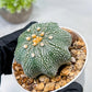 Custom Order- We’ll send you the exact live plant pictured (T10) (y2) | Las Vegas Plant Shop | 3" Pot