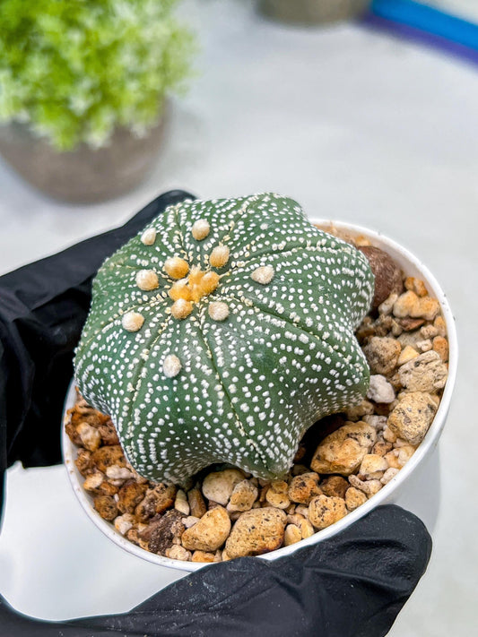 Custom Order- We’ll send you the exact live plant pictured (T10) (y2) | Las Vegas Plant Shop | 3" Pot