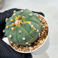 Custom Order- We’ll send you the exact live plant pictured (T10) (y3) | SHIP from USA | 3" Pot