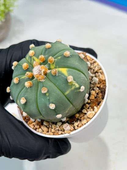 Custom Order- We’ll send you the exact live plant pictured (T10) (y3) | SHIP from USA | 3" Pot