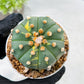 Custom Order- We’ll send you the exact live plant pictured (T10) (y3) | SHIP from USA | 3" Pot