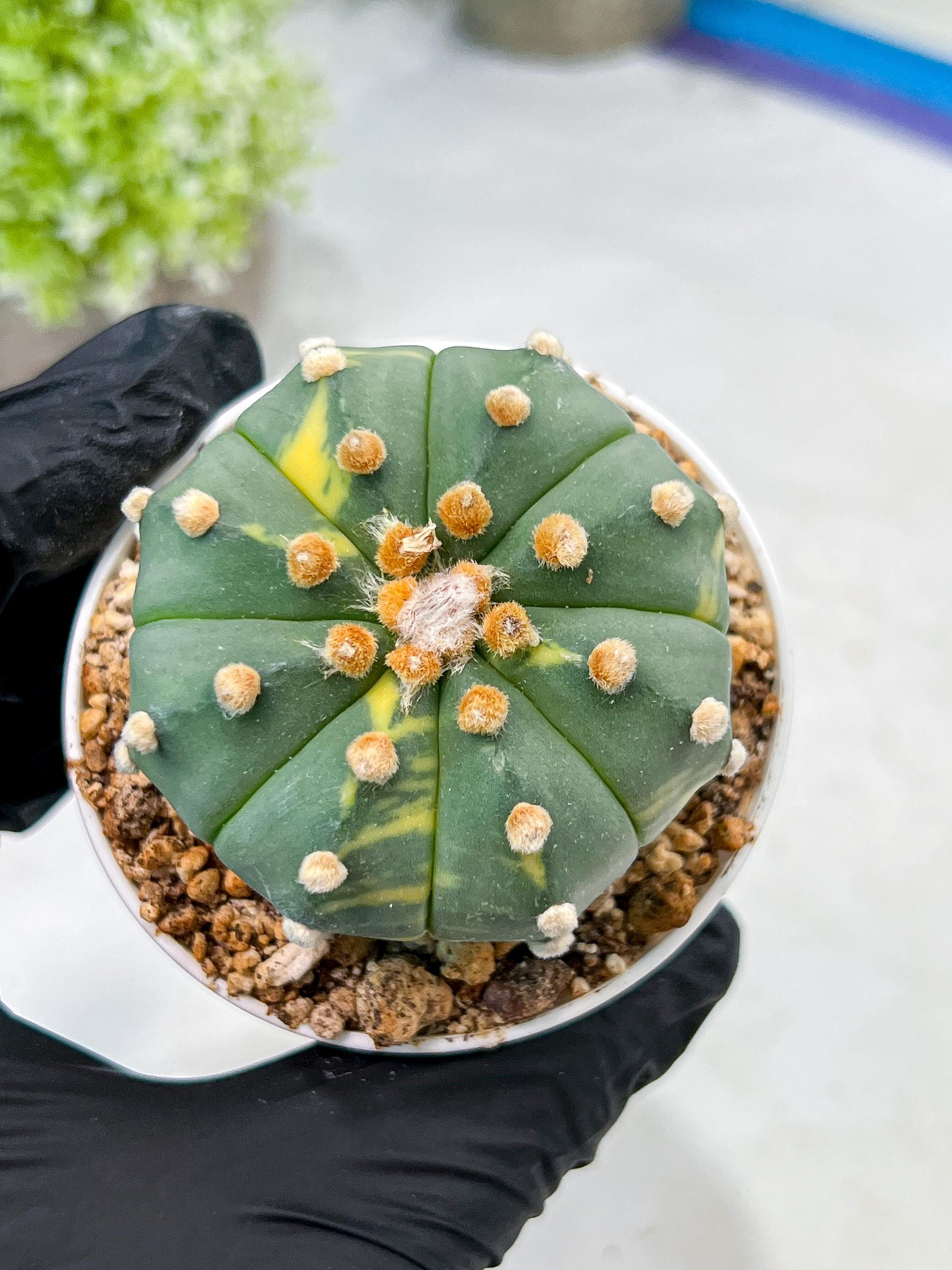 Custom Order- We’ll send you the exact live plant pictured (T10) (y3) | SHIP from USA | 3" Pot