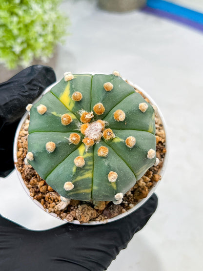 Custom Order- We’ll send you the exact live plant pictured (T10) (y3) | SHIP from USA | 3" Pot