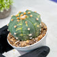 Custom Order- We’ll send you the exact live plant pictured (T10) (y3) | SHIP from USA | 3" Pot