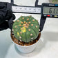 Custom Order- We’ll send you the exact live plant pictured (T10) (y5) | Las Vegas Plant Shp | 3" Pot