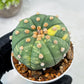 Custom Order- We’ll send you the exact live plant pictured (T10) (y5) | Las Vegas Plant Shp | 3" Pot