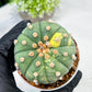 Custom Order- We’ll send you the exact live plant pictured (T10) (y5) | Las Vegas Plant Shp | 3" Pot