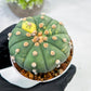 Custom Order- We’ll send you the exact live plant pictured (T10) (y5) | Las Vegas Plant Shp | 3" Pot
