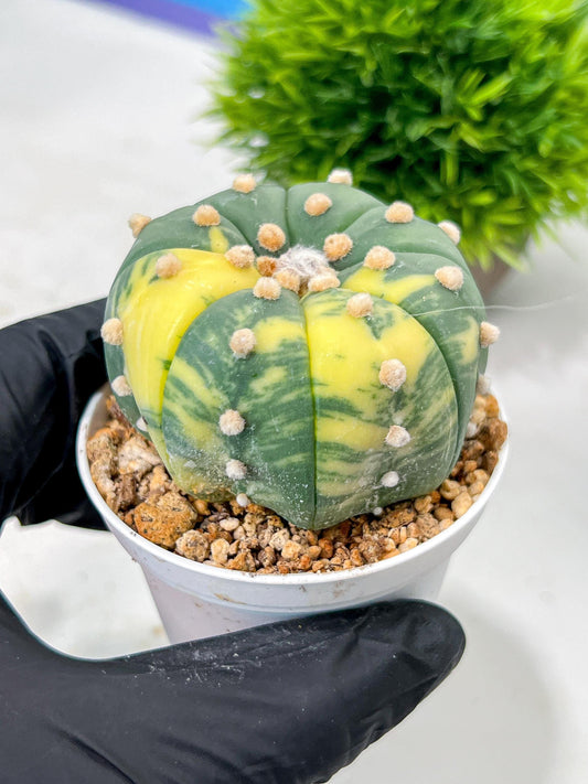 Custom Order- We’ll send you the exact live plant pictured (T10) (y7) | American Plant Seller | 3" Pot