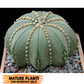 Custom Order- We’ll send you the exact live plant pictured (T10) (y1) | Imported From Japan | 3" Pot