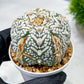 Custom Order- We’ll send you the exact live plant pictured (T10) (b1) | Imported From Japan | 3" Pot