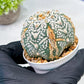 Custom Order- We’ll send you the exact live plant pictured (T10) (b1) | Imported From Japan | 3" Pot