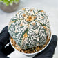 Custom Order- We’ll send you the exact live plant pictured (T10) (b1) | Imported From Japan | 3" Pot