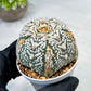 Custom Order- We’ll send you the exact live plant pictured (T10) (b1) | Imported From Japan | 3" Pot