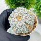 Custom Order- We’ll send you the exact live plant pictured (T10) (b1) | Imported From Japan | 3" Pot