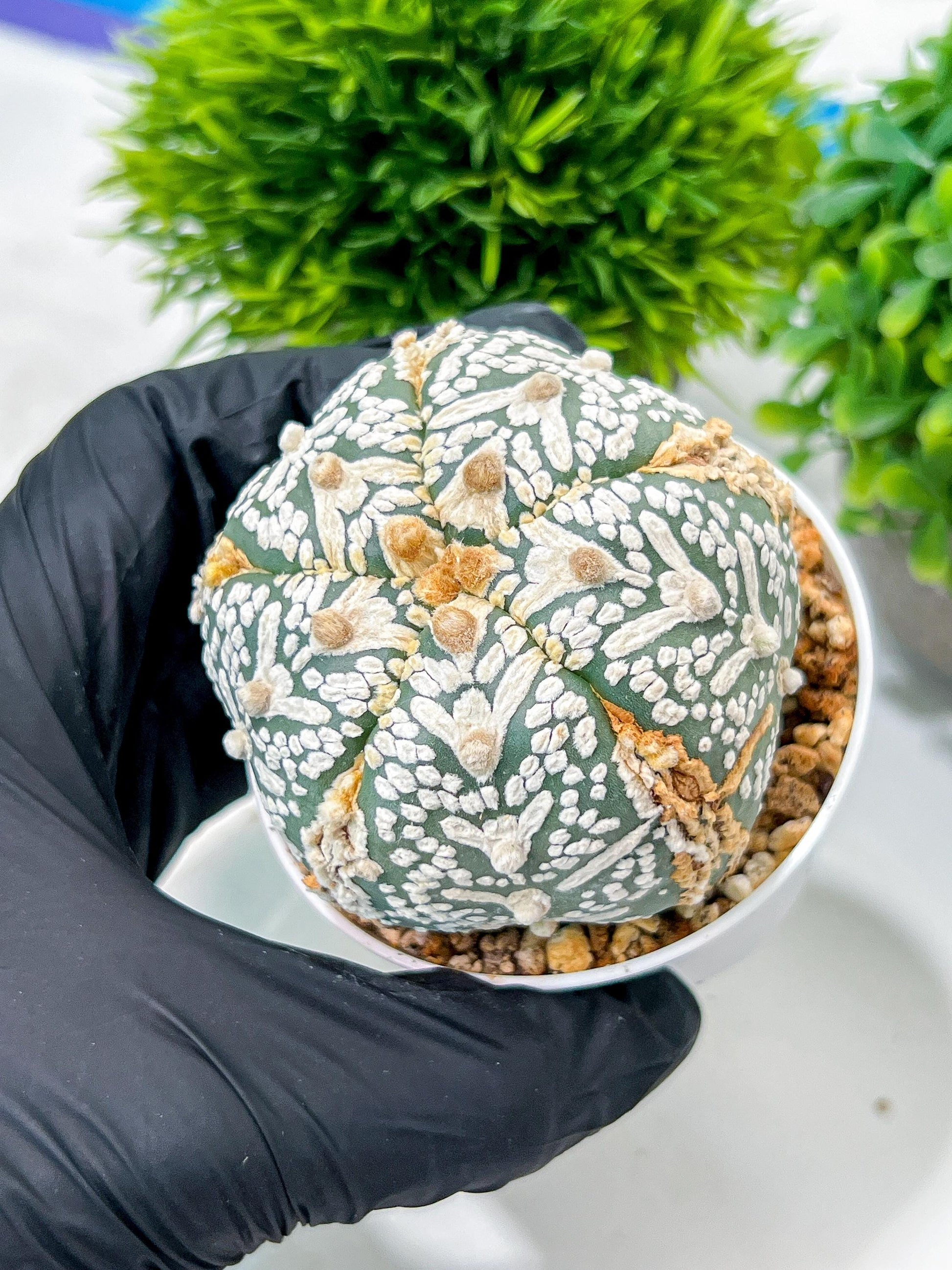 Custom Order- We’ll send you the exact live plant pictured (T10) (b1) | Imported From Japan | 3" Pot