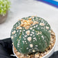 Custom Order- We’ll send you the exact live plant pictured (T10) (b2) | Las Vegas Plant Shop | 3" Pot