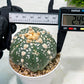 Custom Order- We’ll send you the exact live plant pictured (T10) (b2) | Las Vegas Plant Shop | 3" Pot