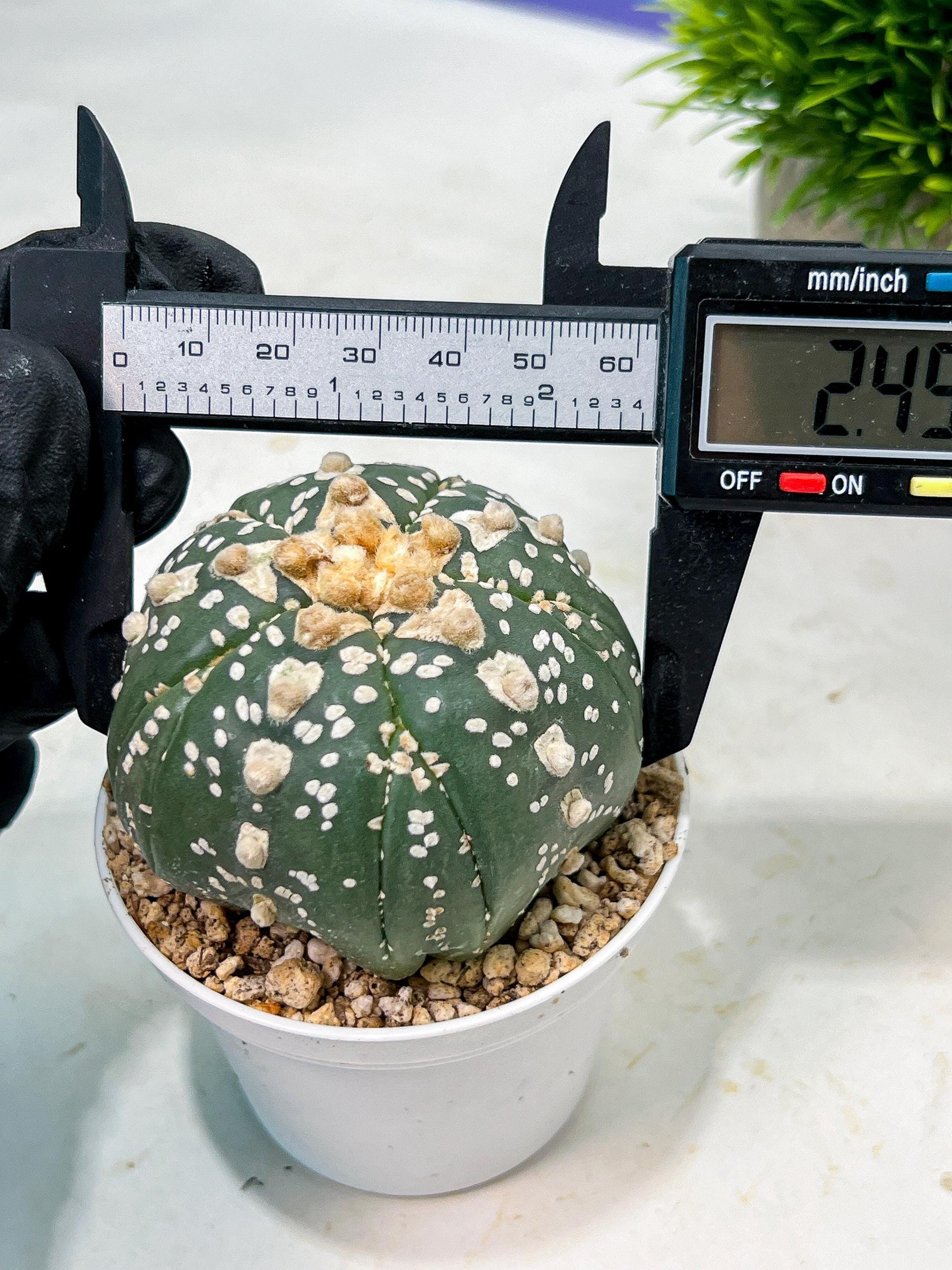 Custom Order- We’ll send you the exact live plant pictured (T10) (b2) | Las Vegas Plant Shop | 3" Pot