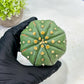 Custom Order- We’ll send you the exact live plant pictured (T10) (b3) | SHIP from USA | 3" Pot