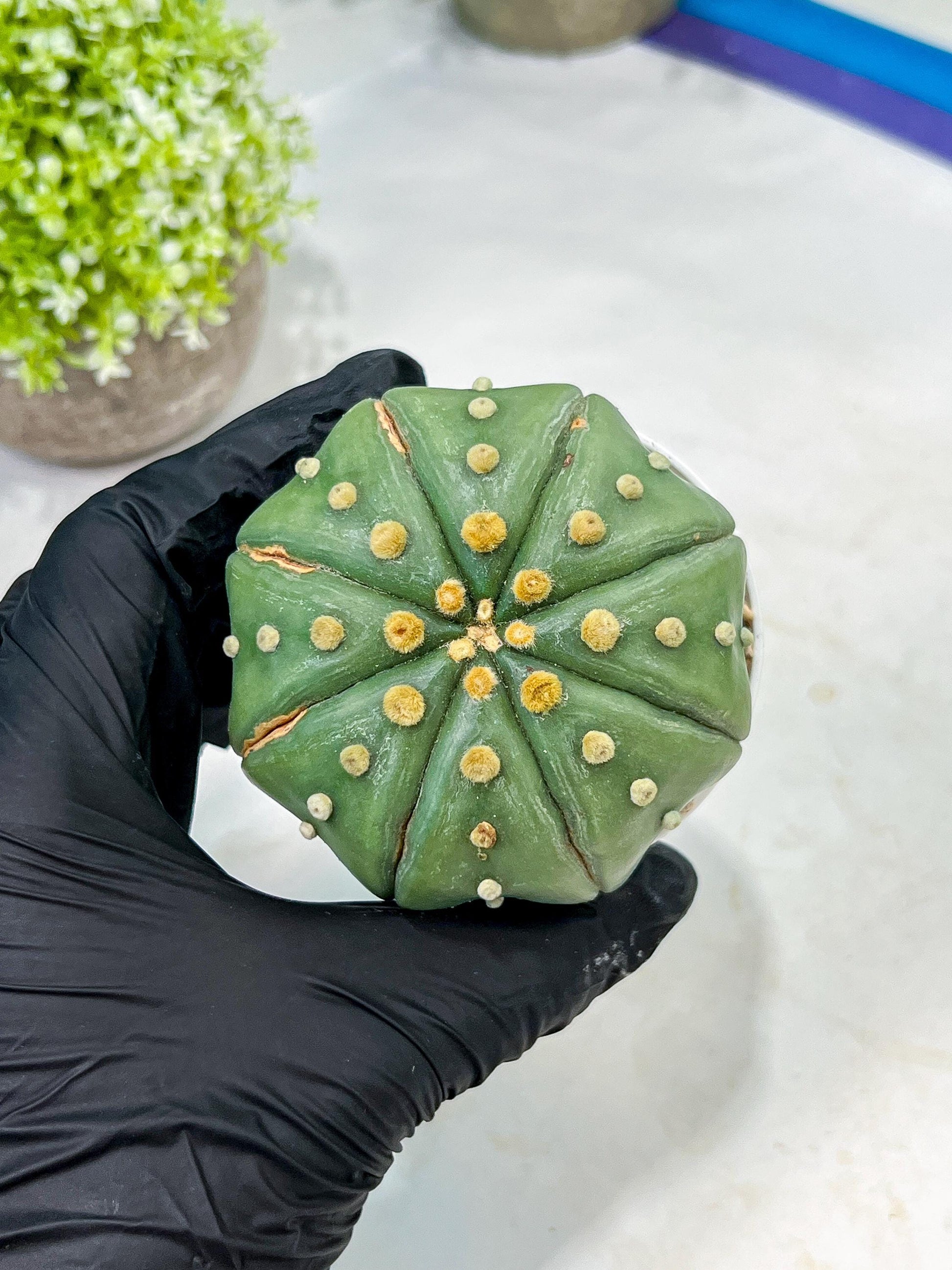Custom Order- We’ll send you the exact live plant pictured (T10) (b3) | SHIP from USA | 3" Pot