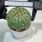 Custom Order- We’ll send you the exact live plant pictured (T10) (b3) | SHIP from USA | 3" Pot