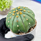 Custom Order- We’ll send you the exact live plant pictured (T10) (b3) | SHIP from USA | 3" Pot