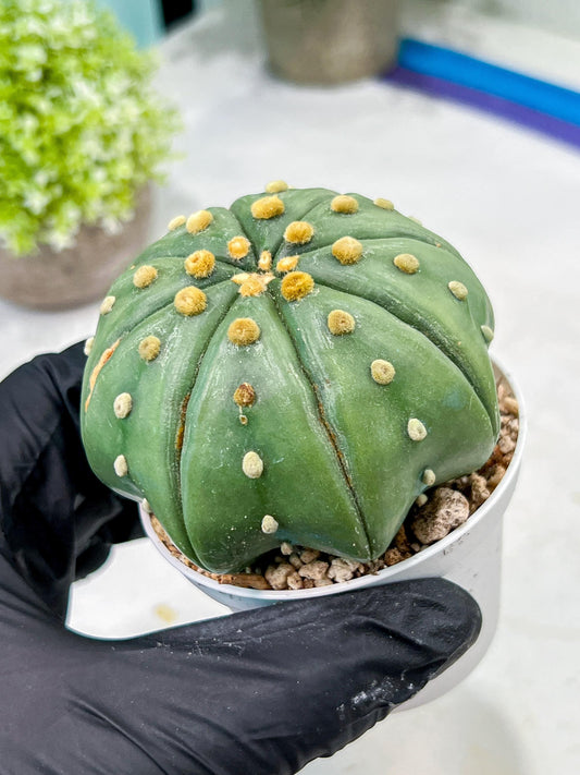 Custom Order- We’ll send you the exact live plant pictured (T10) (b3) | SHIP from USA | 3" Pot