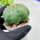 Custom Order- We’ll send you the exact live plant pictured (T10) (b3) | SHIP from USA | 3" Pot