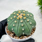 Custom Order- We’ll send you the exact live plant pictured (T10) (b4) | Las Vegas PLANT SELLER| 3" Pot